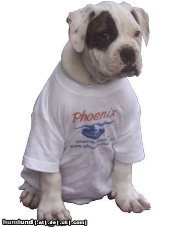American Bulldog Hunde Foto 13815 American Bulldog Phoenix Bulls