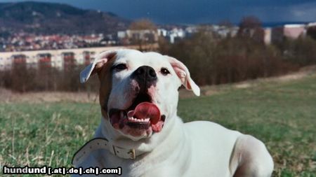 American Bulldog Hunde Foto 6785 American Bulldog Cherokee\'s Amy (Gina)