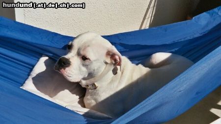American Bulldog Hunde Foto 6784 American Bulldog Cherokee's Amy (Gina)