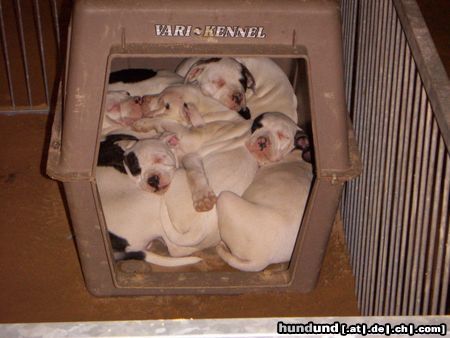 American Bulldog Hunde Foto 20135 American Bulldog ein Hundehaufen ( grinz )