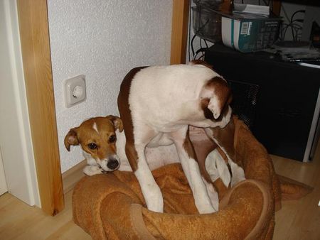 American Bulldog Hunde Foto 39060 American Bulldog Wat isn da an meinen Po
