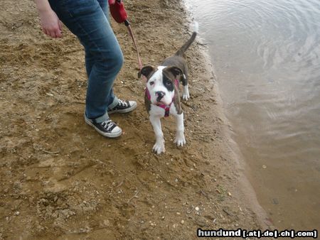 American Bulldog Adonis am wasser