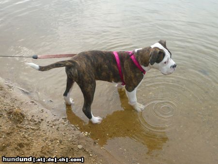 American Bulldog Adonis am wasser