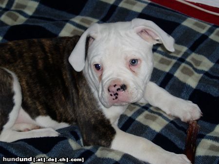 American Bulldog Hunde Foto 20429 in höherer Auflösung ansehen American Bulldog Ocean 9 Wochen alt