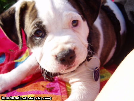 American Bulldog Hunde Foto 25303 in höherer Auflösung ansehen American Bulldog Shanty 8 Wochen