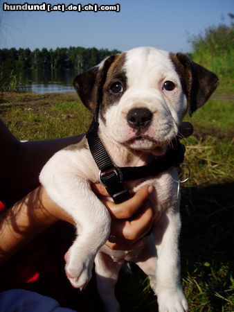American Bulldog Hunde Foto 25174 in höherer Auflösung ansehen American Bulldog Shanty 7 1/2 Wochen