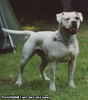 American Bulldog Hunde Foto 19215 in höherer Auflösung ansehen American Bulldog Mama Champion Phoebe