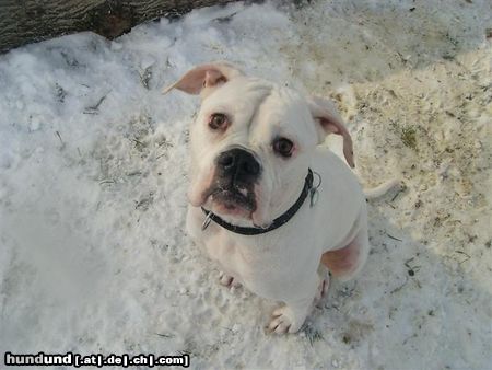 American Bulldog Hunde Foto 14117 American Bulldog Phoenix Bulls Cylin