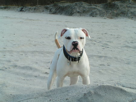 American Bulldog Bojo mit 10 Monaten