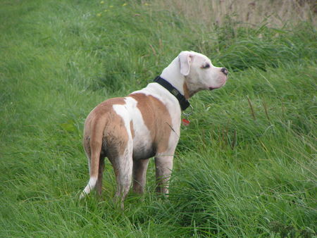 American Bulldog Mr.Bojangels