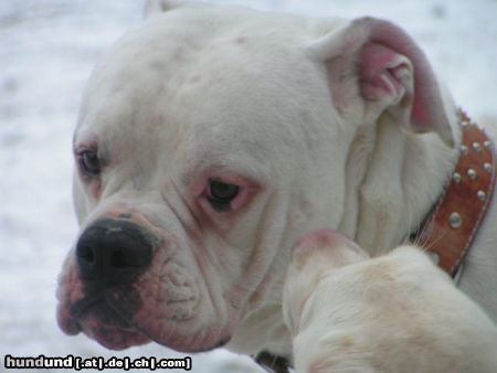 American Bulldog Hunde Foto 21573 in höherer Auflösung ansehen American Bulldog snoopy, american bulldog
