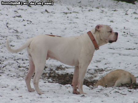 American Bulldog Hunde Foto 21574 in höherer Auflösung ansehen American Bulldog snoopy, american bulldog