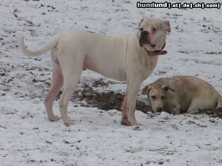 American Bulldog Hunde Foto 21575 in höherer Auflösung ansehen American Bulldog snoopy, american bulldog