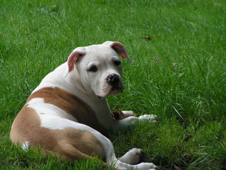 American Bulldog Mr. Bojangles 18 Wochen