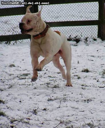American Bulldog Hunde Foto 21576 in höherer Auflösung ansehen American Bulldog snoopy, american bulldog