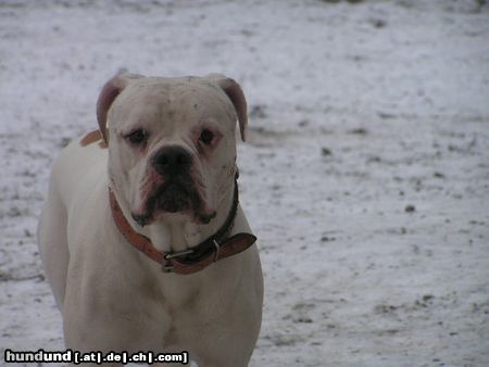 American Bulldog Hunde Foto 21577 in höherer Auflösung ansehen American Bulldog snoopy, american bulldog