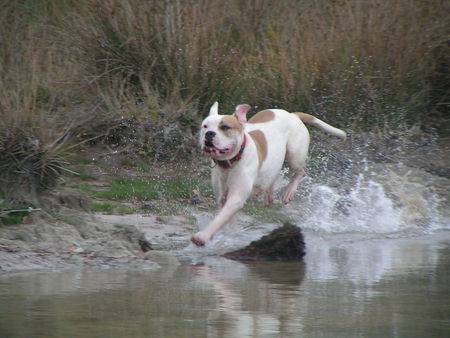 American Bulldog Proud Heroes Domino aka Schnappi