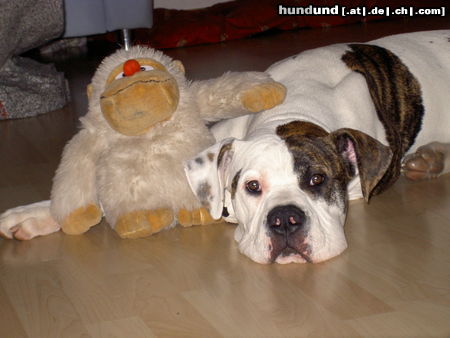 American Bulldog Hunde Foto 25144 in höherer Auflösung ansehen American Bulldog Lenox und sein bester Kumpel