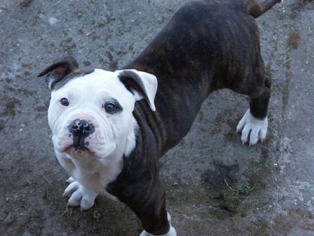 American Bulldog Hunde Foto 38243 in höherer Auflösung ansehen American Bulldog Das bin ich