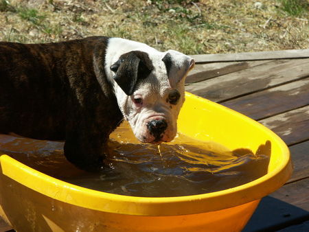 American Bulldog Hunde Foto 38245 in höherer Auflösung ansehen American Bulldog