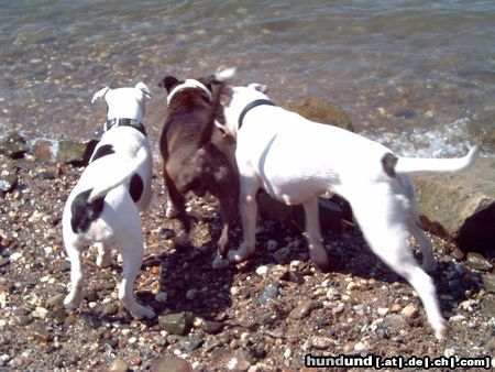 American Bulldog Hunde Foto 23349 American Bulldog die Wellen kommen