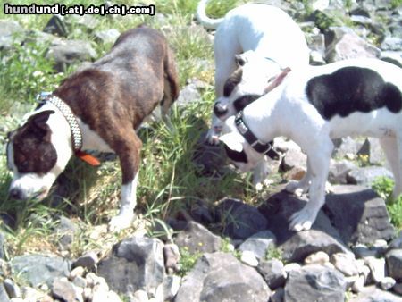 American Bulldog Hunde Foto 23969 American Bulldog wo ist das Mäuschen??????