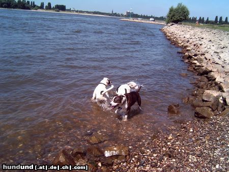 American Bulldog Hunde Foto 23350 American Bulldog Badezeit