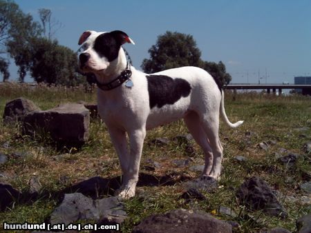 American Bulldog Hunde Foto 23968 American Bulldog Kira 6 1/2 Monate