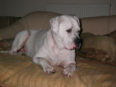 American Bulldog Hunde Foto 39357 in höherer Auflösung ansehen American Bulldog Meine Pflegehündin Bagira