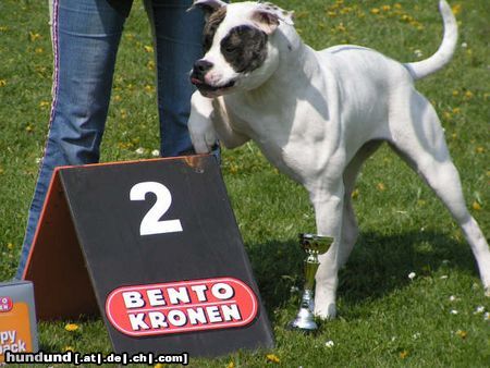 American Bulldog Hunde Foto 21033 American Bulldog meinnnsssssssss!!!