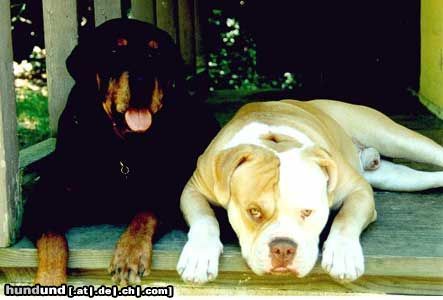 American Bulldog Hunde Foto 5875 American Bulldog Trik - Bred by Rebel Rose American Bulldogs