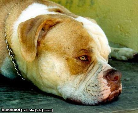 American Bulldog Hunde Foto 5876 American Bulldog Trik - Bred by Rebel Rose American Bulldogs