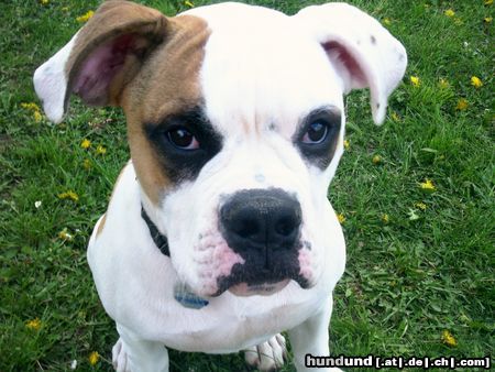 American Bulldog Hunde Foto 10961 American Bulldog White-Bandit´s Woody Allan