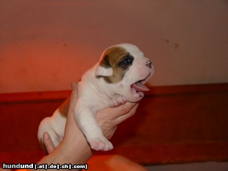 American Bulldog Hunde Foto 9653 American Bulldog Baby Woody