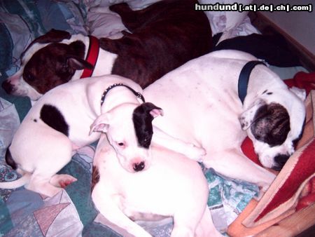 American Bulldog Hunde Foto 20855 American Bulldog Mittagsschläfchen