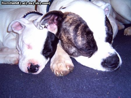 American Bulldog Hunde Foto 20550 American Bulldog Schmusestunde