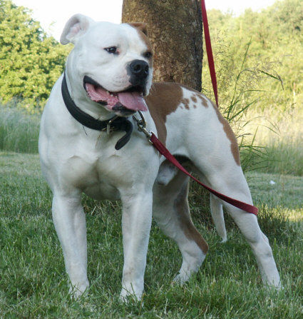 American Bulldog Hunde Foto 32343 American Bulldog American Bulldog ZORRO