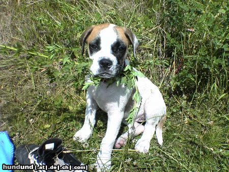 American Bulldog Hunde Foto 23019 in höherer Auflösung ansehen American Bulldog Anja´s Lilli 10 Wochen alt
