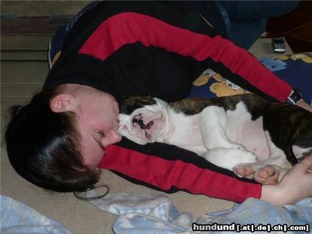 American Bulldog unsere ersten 48stunden