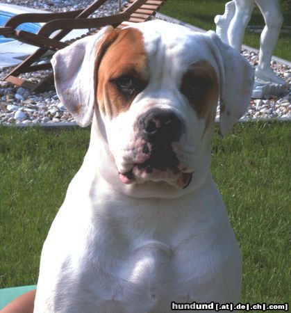 American Bulldog Hunde Foto 25224 American Bulldog