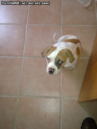 American Bulldog unsere sunny,3 monate alt