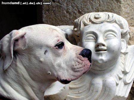 American Bulldog Hunde Foto 46703 in höherer Auflösung ansehen American Bulldog 2 Engel