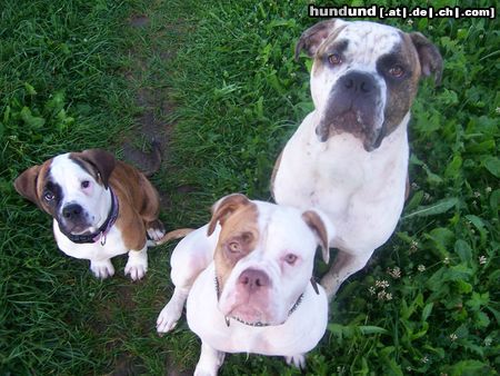 American Bulldog Hunde Foto 46551 in höherer Auflösung ansehen American Bulldog 3 kleine mäuse