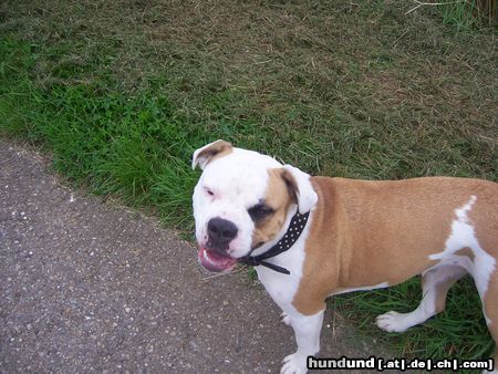 American Bulldog Hexe