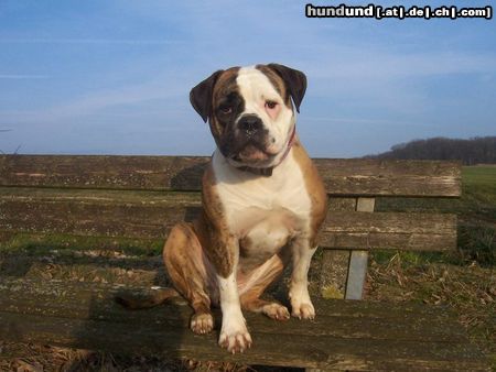 American Bulldog Irie