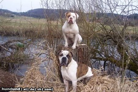 American Bulldog Hunde Foto 46555 in höherer Auflösung ansehen American Bulldog Amy und Luke