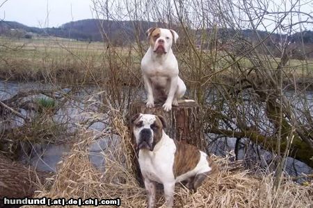 American Bulldog Amy und Luke 