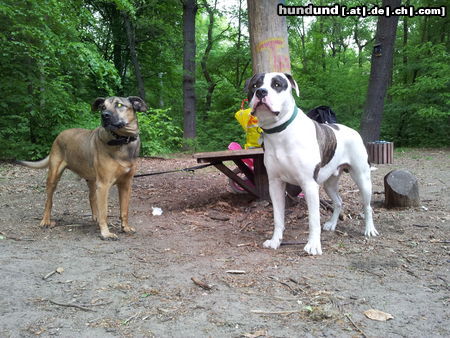 American Bulldog Hunde Foto 46861 in höherer Auflösung ansehen American Bulldog rechts american bulldog 11 monate