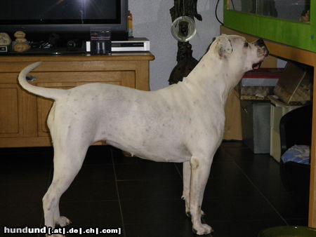 American Bulldog SMB - La Femme Fatale