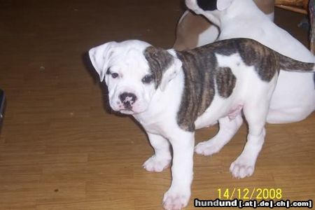 American Bulldog Hunde Foto 46559 in höherer Auflösung ansehen American Bulldog Sam